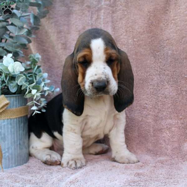 Andy, Basset Hound Puppy